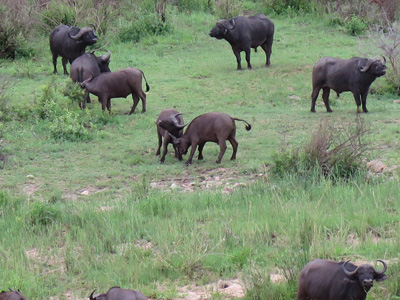 Scuffling Buffalo, Kruger, South Africa 2013